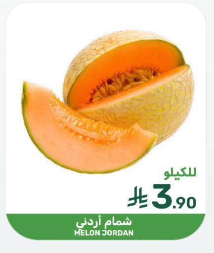 Melon from Jordan available at  مـزايــا in مملكة العربية السعودية, السعودية, سعودية - سيهات