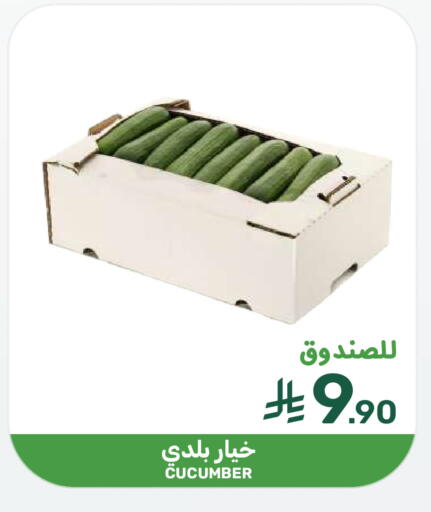 Cucumber available at  مـزايــا in مملكة العربية السعودية, السعودية, سعودية - سيهات
