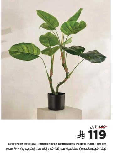 available at هوم بوكس in مملكة العربية السعودية, السعودية, سعودية - المدينة المنورة