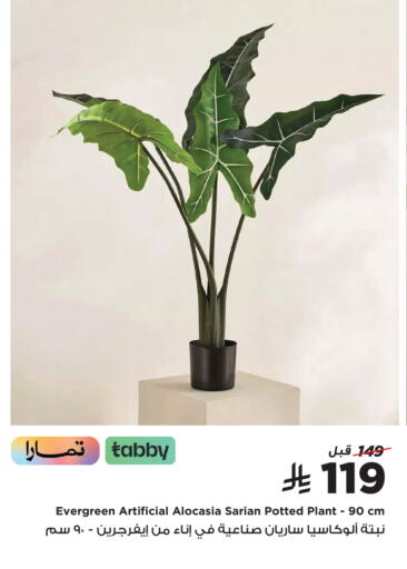 available at هوم بوكس in مملكة العربية السعودية, السعودية, سعودية - المدينة المنورة