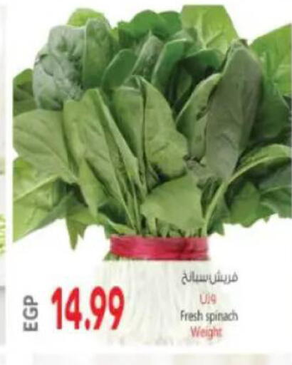 Spinach available at ماركت بني الجديد in Egypt - القاهرة