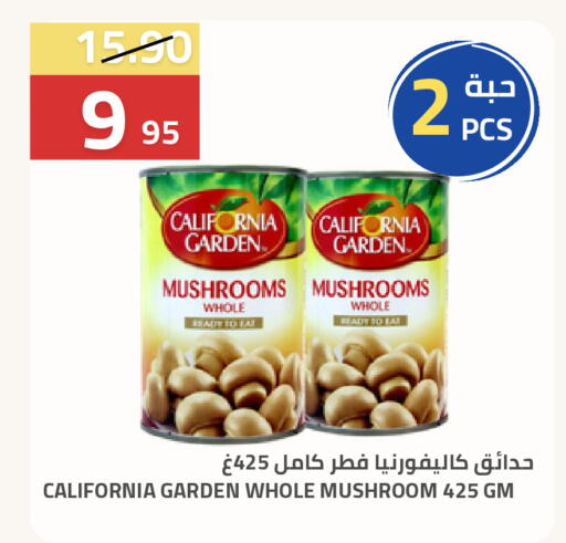 Mushroom available at أسواق أسترا in مملكة العربية السعودية, السعودية, سعودية - تبوك