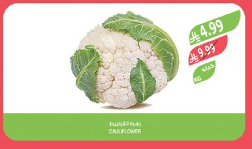 Cauliflower available at Farm  in KSA, Saudi Arabia, Saudi - Sakaka