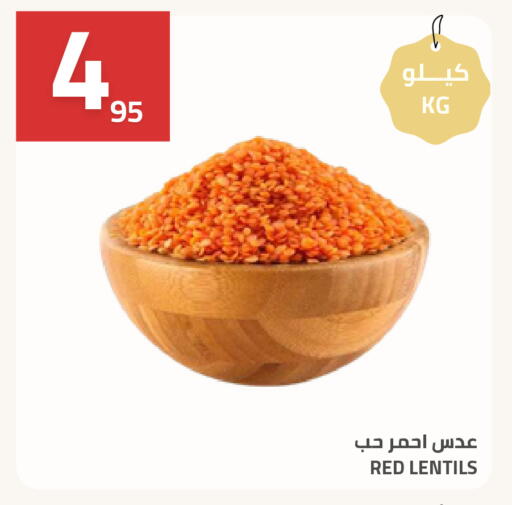 available at أسواق أسترا in مملكة العربية السعودية, السعودية, سعودية - تبوك