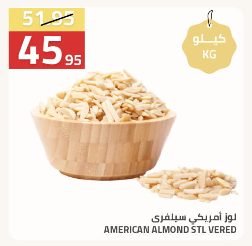 available at أسواق أسترا in مملكة العربية السعودية, السعودية, سعودية - تبوك