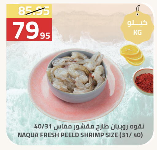 available at أسواق أسترا in مملكة العربية السعودية, السعودية, سعودية - تبوك