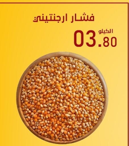 available at بن عفيف in مملكة العربية السعودية, السعودية, سعودية - المنطقة الشرقية