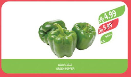 Pepper available at Farm  in KSA, Saudi Arabia, Saudi - Sakaka
