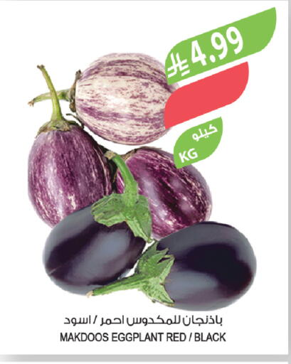 Eggplant available at Farm  in KSA, Saudi Arabia, Saudi - Al Khobar