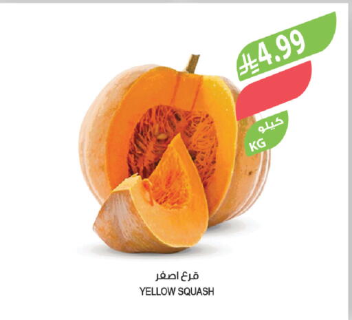 Squash available at المزرعة in مملكة العربية السعودية, السعودية, سعودية - تبوك