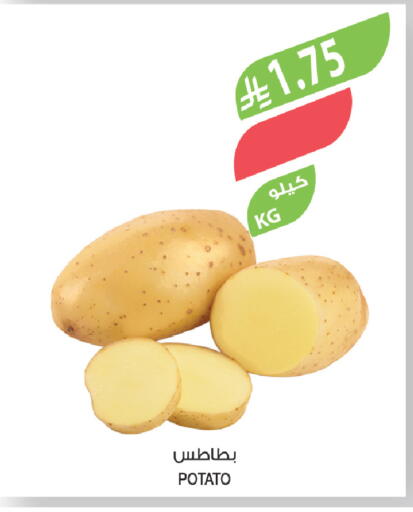 Potato available at المزرعة in مملكة العربية السعودية, السعودية, سعودية - جازان