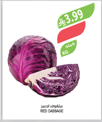 Cabbage available at المزرعة in مملكة العربية السعودية, السعودية, سعودية - تبوك
