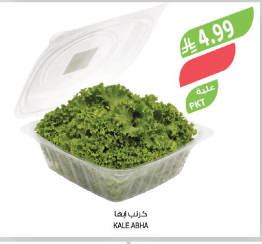 Kale available at المزرعة in مملكة العربية السعودية, السعودية, سعودية - تبوك