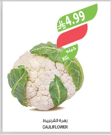 Cauliflower available at المزرعة in مملكة العربية السعودية, السعودية, سعودية - تبوك