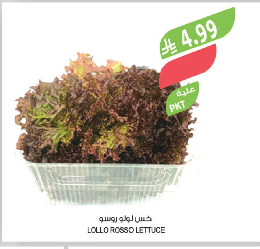 Lettuce available at المزرعة in مملكة العربية السعودية, السعودية, سعودية - تبوك