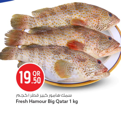 available at سفاري هايبر ماركت in قطر - الريان