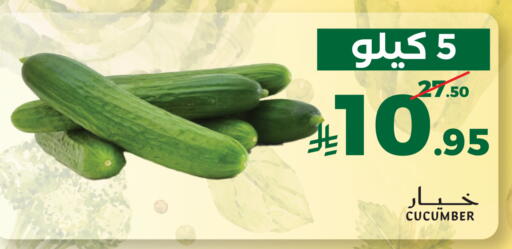 Cucumber available at ميرا مارت مول in مملكة العربية السعودية, السعودية, سعودية - جدة