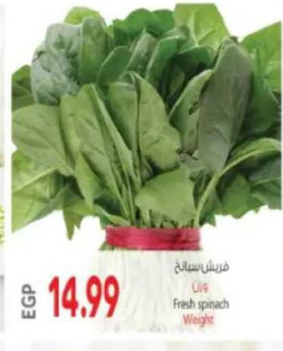 Spinach available at New.Penny.market in Egypt - Cairo