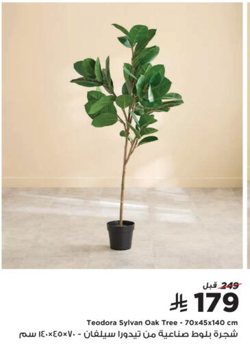 available at Home Box in KSA, Saudi Arabia, Saudi - Al Khobar