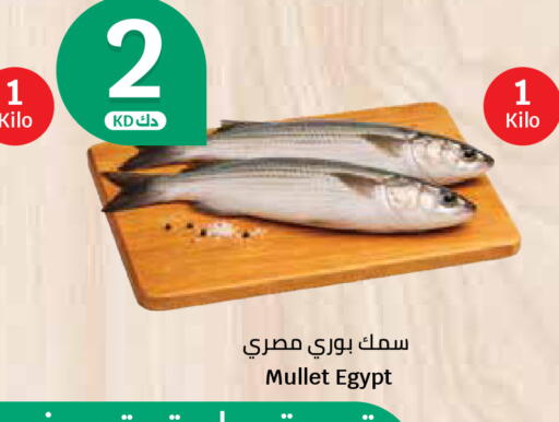 available at سيتي هايبرماركت in الكويت - مدينة الكويت