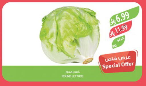 Lettuce available at Farm  in KSA, Saudi Arabia, Saudi - Al-Kharj