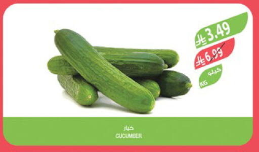 Cucumber available at Farm  in KSA, Saudi Arabia, Saudi - Al-Kharj