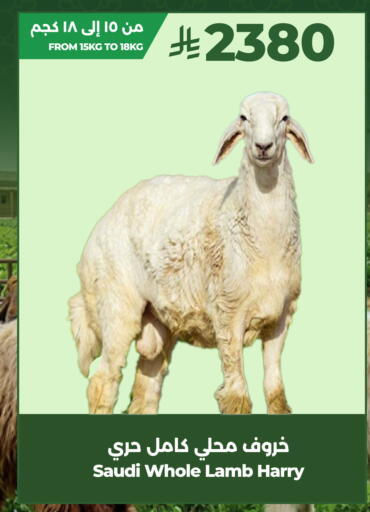 available at لولو هايبرماركت in مملكة العربية السعودية, السعودية, سعودية - تبوك