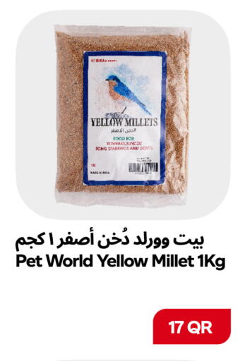 available at Snoomart in Qatar - Al Rayyan