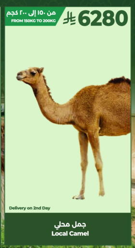 available at لولو هايبرماركت in مملكة العربية السعودية, السعودية, سعودية - تبوك