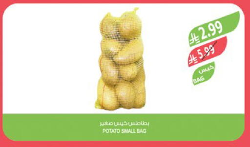 Potato available at Farm  in KSA, Saudi Arabia, Saudi - Al-Kharj
