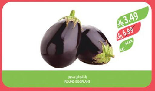 Eggplant available at Farm  in KSA, Saudi Arabia, Saudi - Al-Kharj