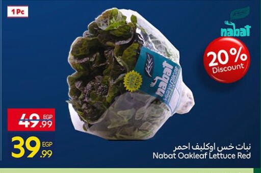 Lettuce available at Carrefour  in Egypt - Cairo
