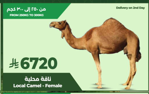 available at LULU Hypermarket in KSA, Saudi Arabia, Saudi - Al-Kharj