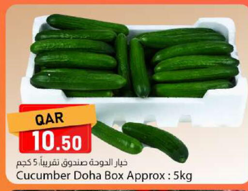 Cucumber from Qatar available at دانا ماركت in قطر - الشحانية