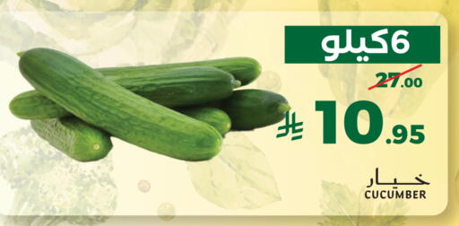 Cucumber available at ميرا مارت مول in مملكة العربية السعودية, السعودية, سعودية - جدة