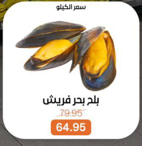 available at بيت الجملة in Egypt - القاهرة