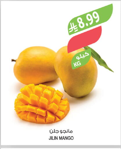 Mango available at المزرعة in مملكة العربية السعودية, السعودية, سعودية - ينبع
