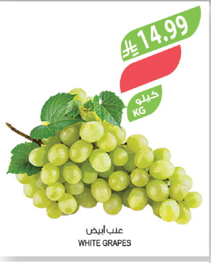Grapes available at المزرعة in مملكة العربية السعودية, السعودية, سعودية - ينبع