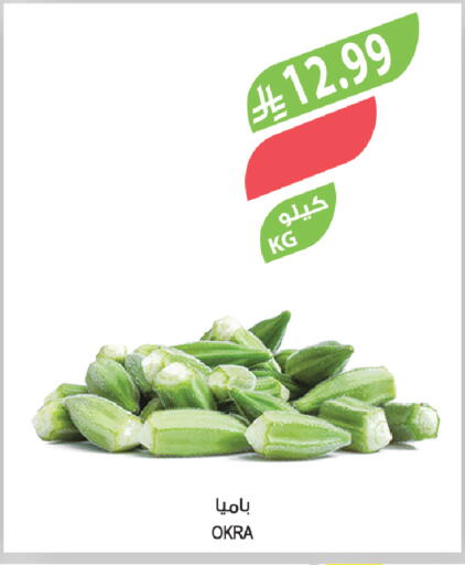 Okra available at Farm  in KSA, Saudi Arabia, Saudi - Jazan