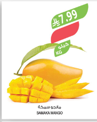 Mango available at المزرعة in مملكة العربية السعودية, السعودية, سعودية - ينبع