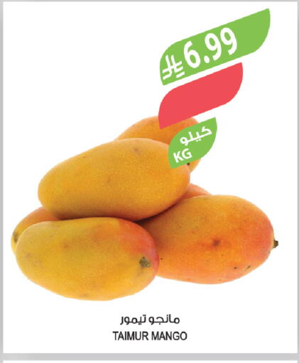 Mango available at المزرعة in مملكة العربية السعودية, السعودية, سعودية - ينبع