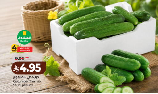 Cucumber from Saudi Arabia available at لولو هايبرماركت in مملكة العربية السعودية, السعودية, سعودية - حائل‎