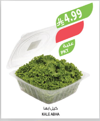 Kale available at المزرعة in مملكة العربية السعودية, السعودية, سعودية - ينبع