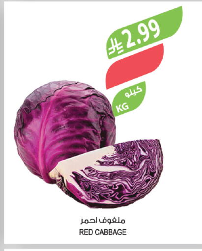 Cabbage available at المزرعة in مملكة العربية السعودية, السعودية, سعودية - الخبر‎