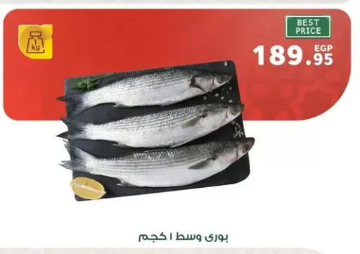 available at بنده in Egypt - القاهرة
