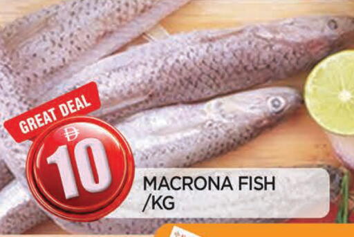 available at المدينة in الإمارات العربية المتحدة , الامارات - الشارقة / عجمان