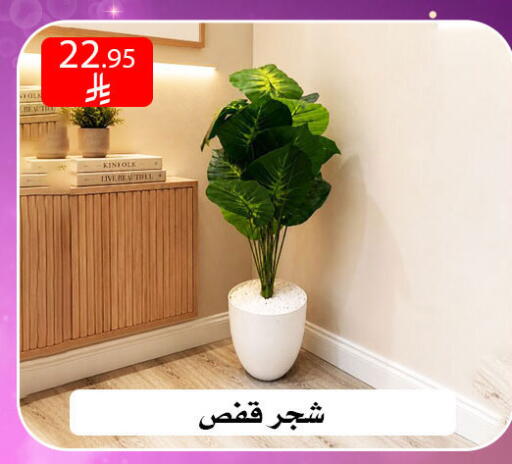 available at ركن العائلة in مملكة العربية السعودية, السعودية, سعودية - الرياض