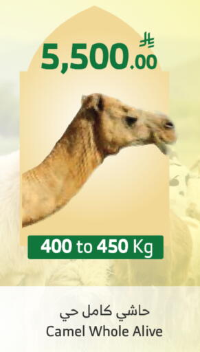 available at الراية in مملكة العربية السعودية, السعودية, سعودية - الطائف