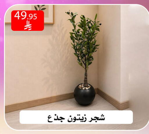available at ركن العائلة in مملكة العربية السعودية, السعودية, سعودية - الرياض