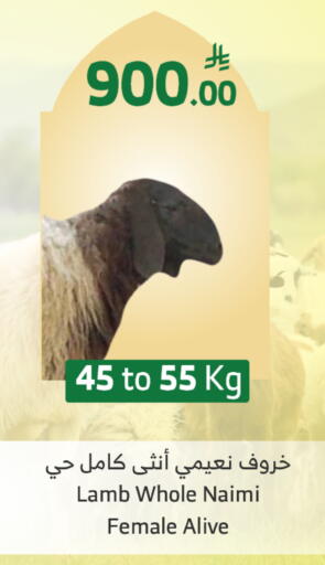 available at الراية in مملكة العربية السعودية, السعودية, سعودية - الطائف